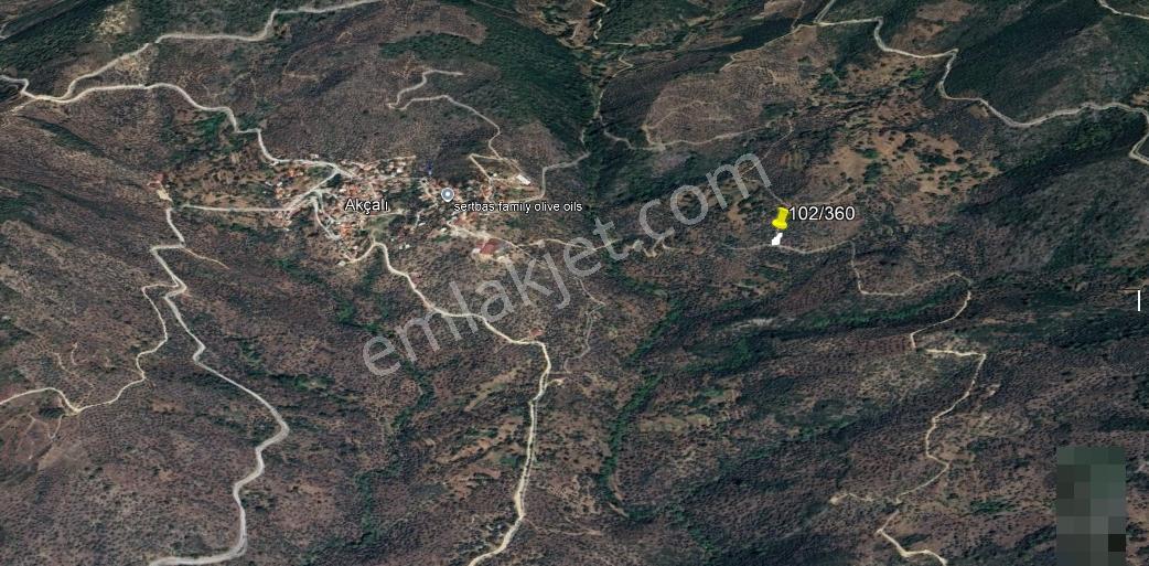 Fırsat!!!muğla Milas Akçalı Köyü'nde Yola Cephe 309 M2 Zeytinlik - Görsel 8