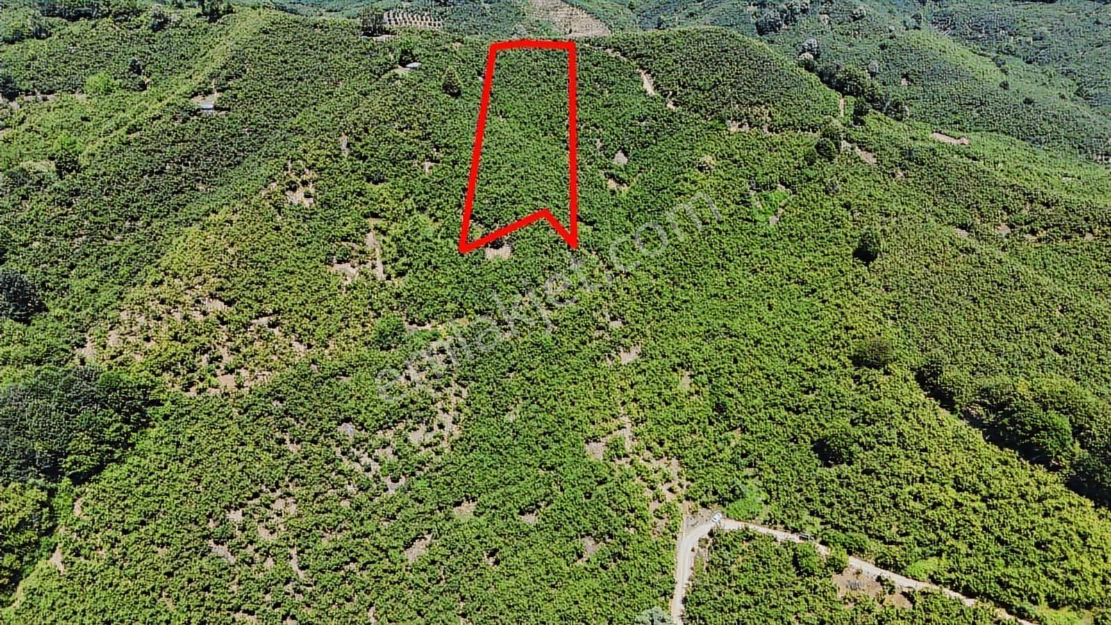 2 Ton Mahsül Garantili Karapelit Mah Fındıklık - Görsel 5
