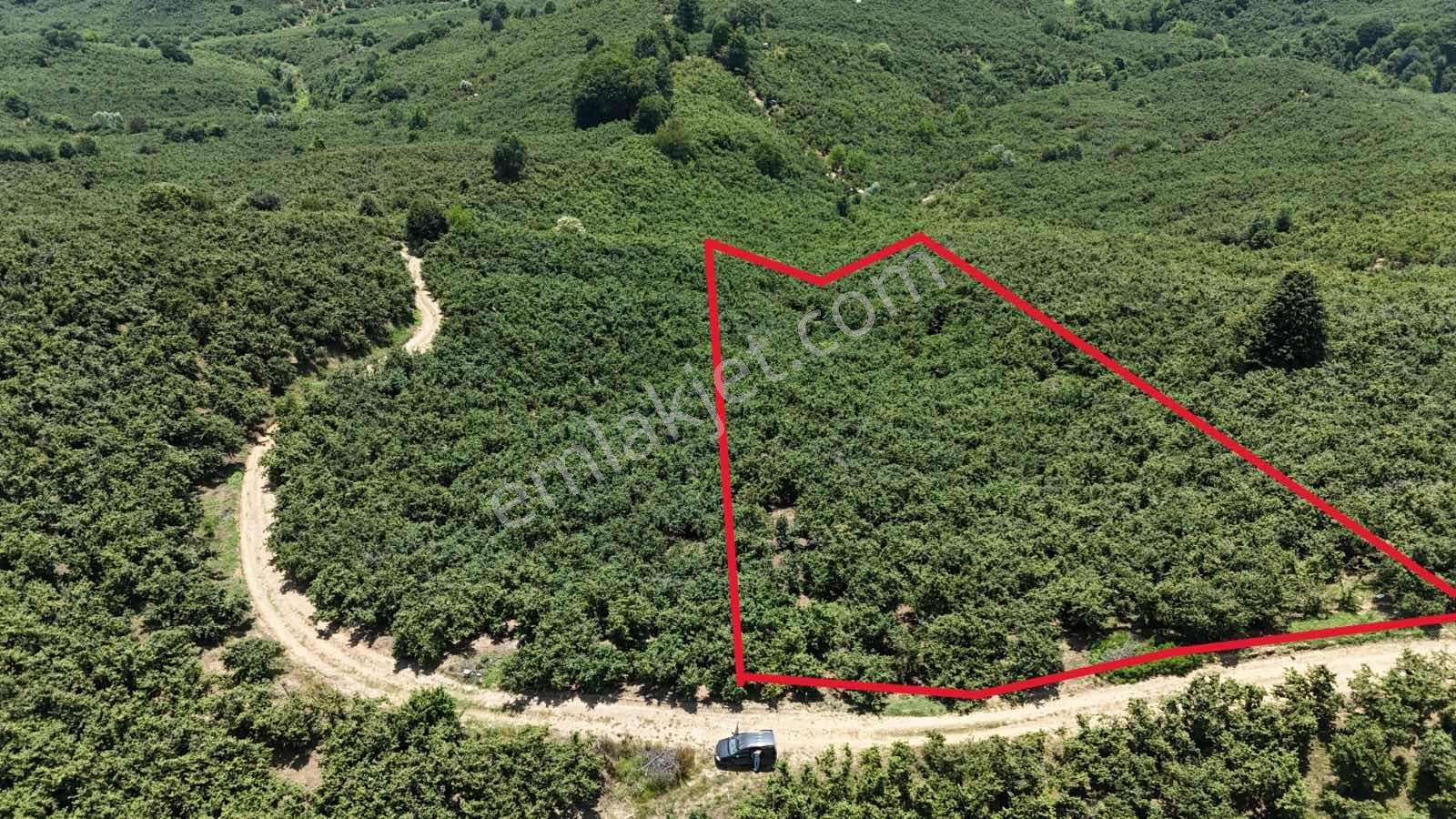 2 Ton Mahsül Garantili Karapelit Mah Fındıklık - Görsel 2