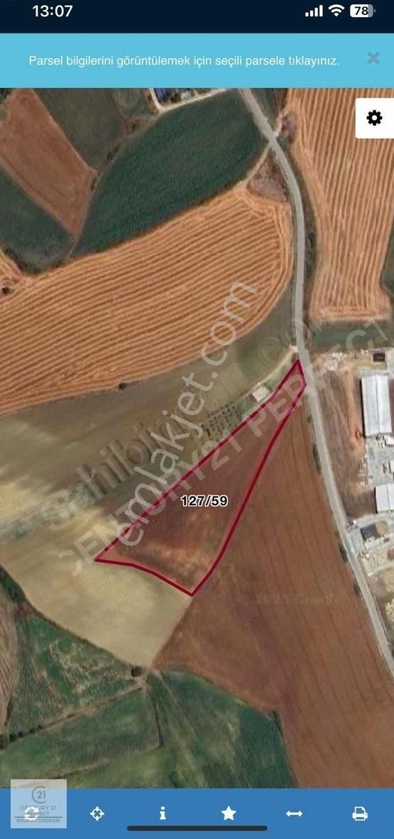 Silivri Bekirli Köyü Akören Asfaltına Cephe 11 Dönüm Tarla - Görsel 2