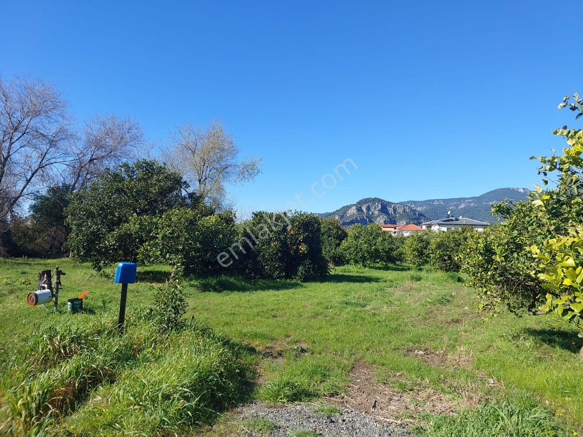 Dalyan İmar Planına Sıfır 507m2 Arsa Satılık Veya Ortacadan Daire İle Takas Olur