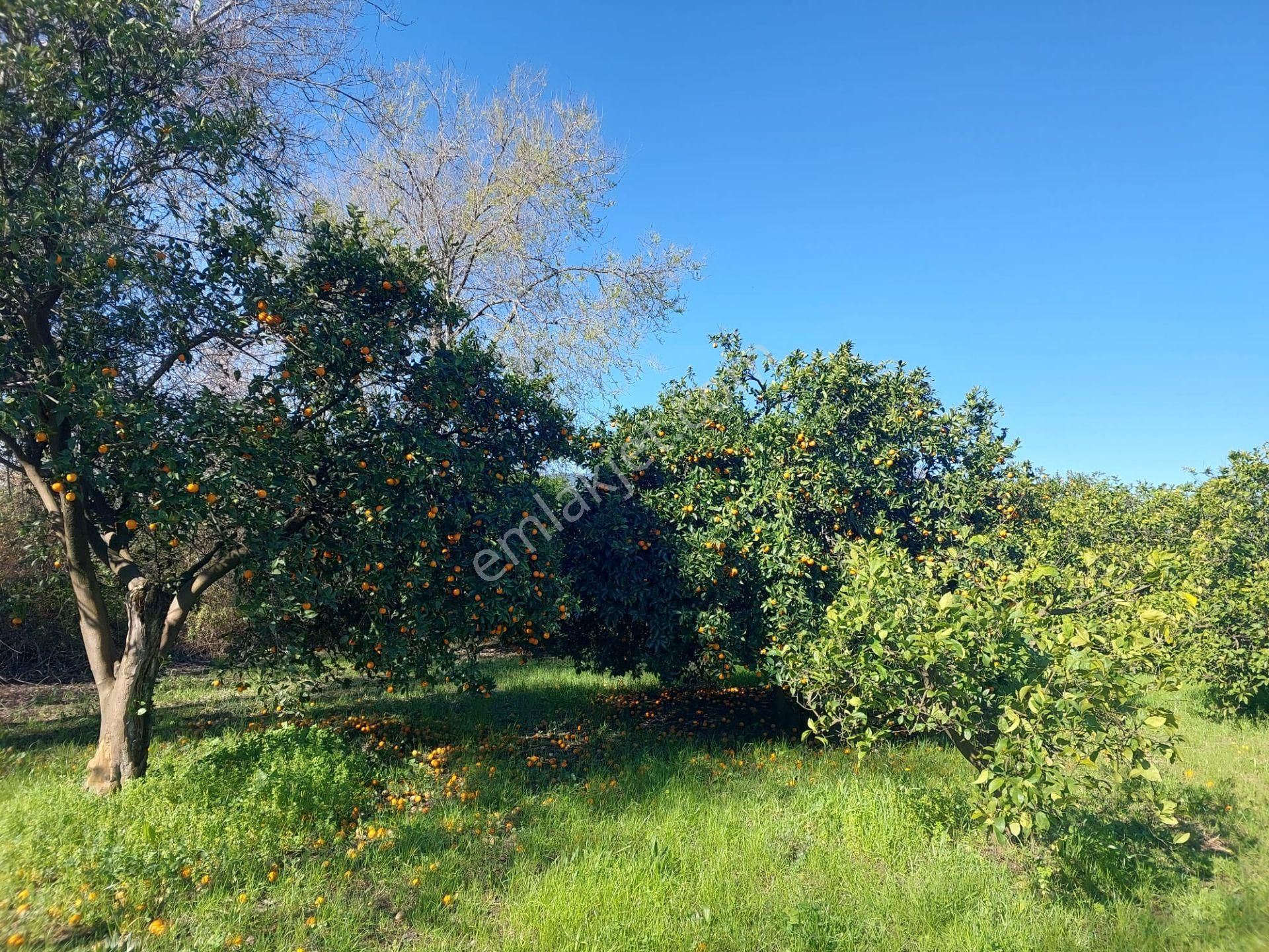 Dalyan İmar Planına Sıfır 507m2 Arsa Satılık Veya Ortacadan Daire İle Takas Olur - Görsel 7