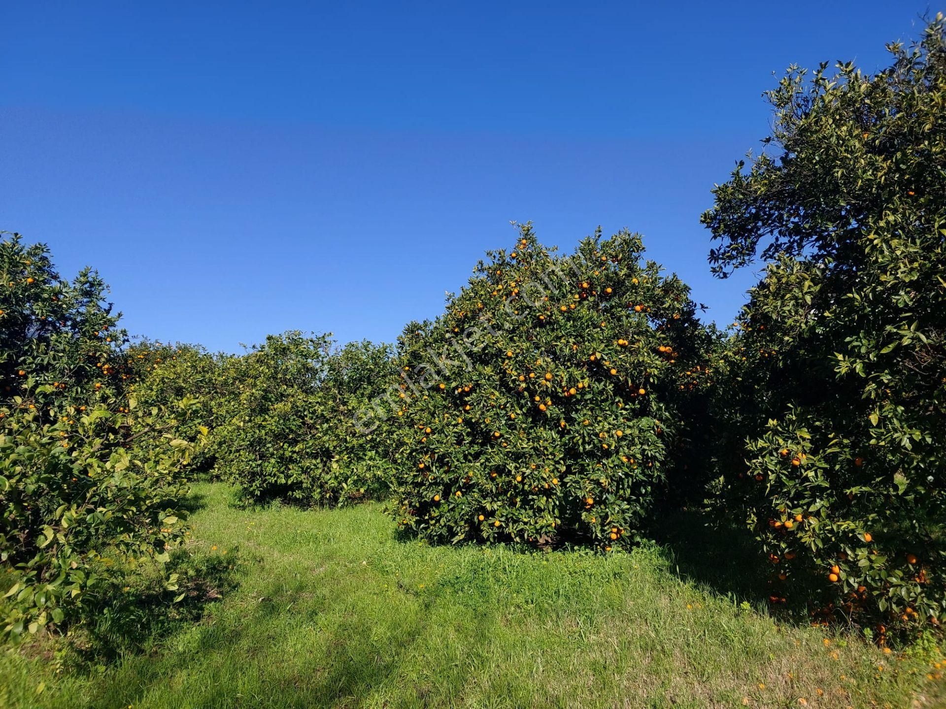 Dalyan İmar Planına Sıfır 507m2 Arsa Satılık Veya Ortacadan Daire İle Takas Olur - Görsel 2