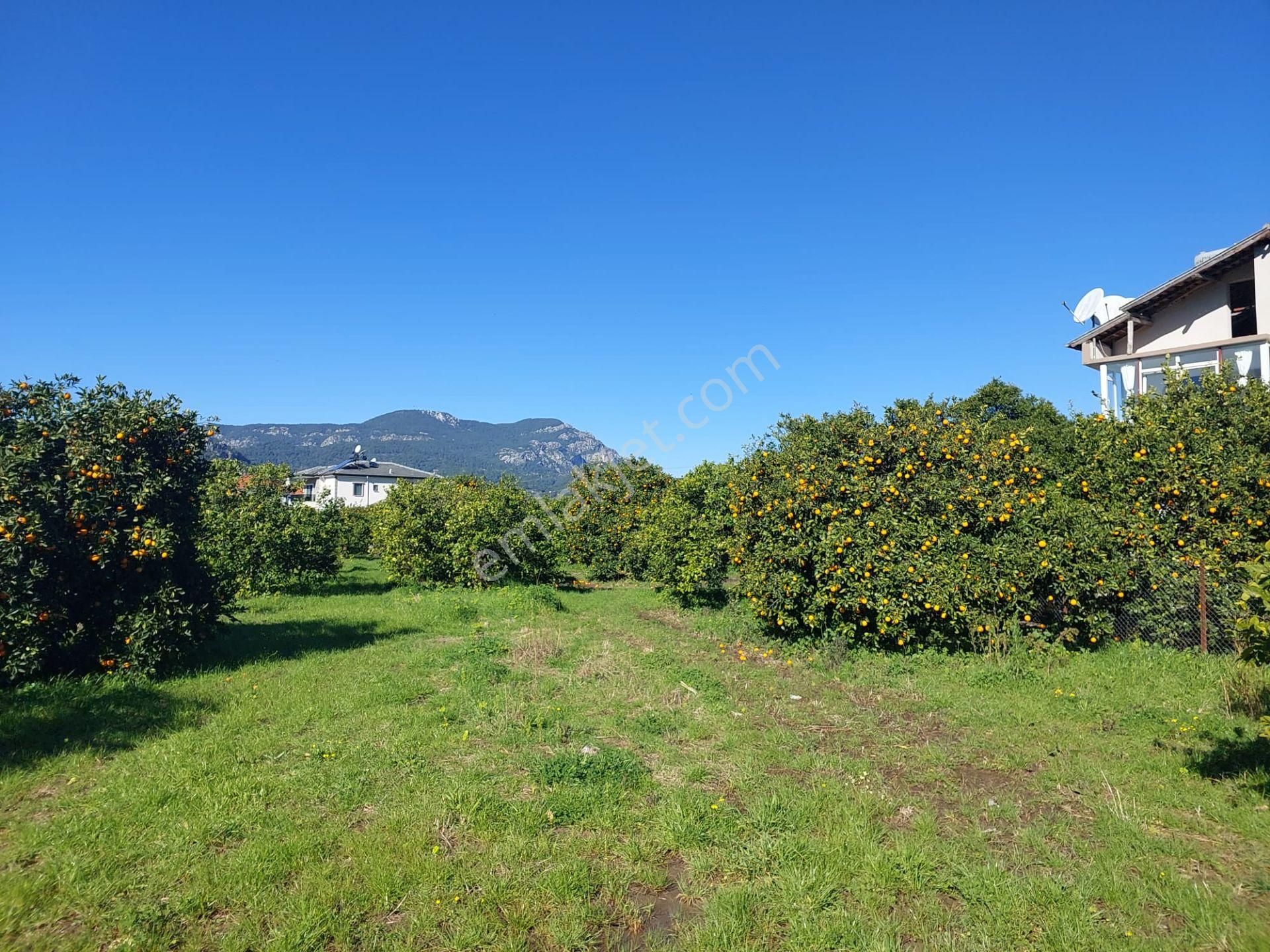 Dalyan İmar Planına Sıfır 507m2 Arsa Satılık Veya Ortacadan Daire İle Takas Olur - Görsel 4