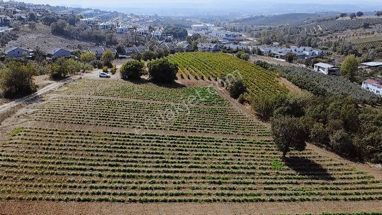 Bursa Mudanya Mürselde Eşsiz Arazi - Görsel 21