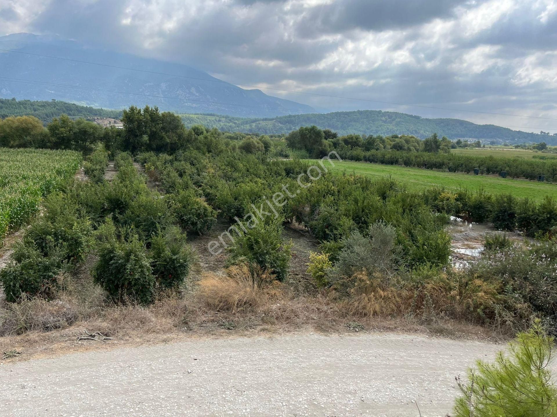 Goldhouse Dan Satılık Seydikemer Demirlerde Nar Bahçesi - Görsel 3
