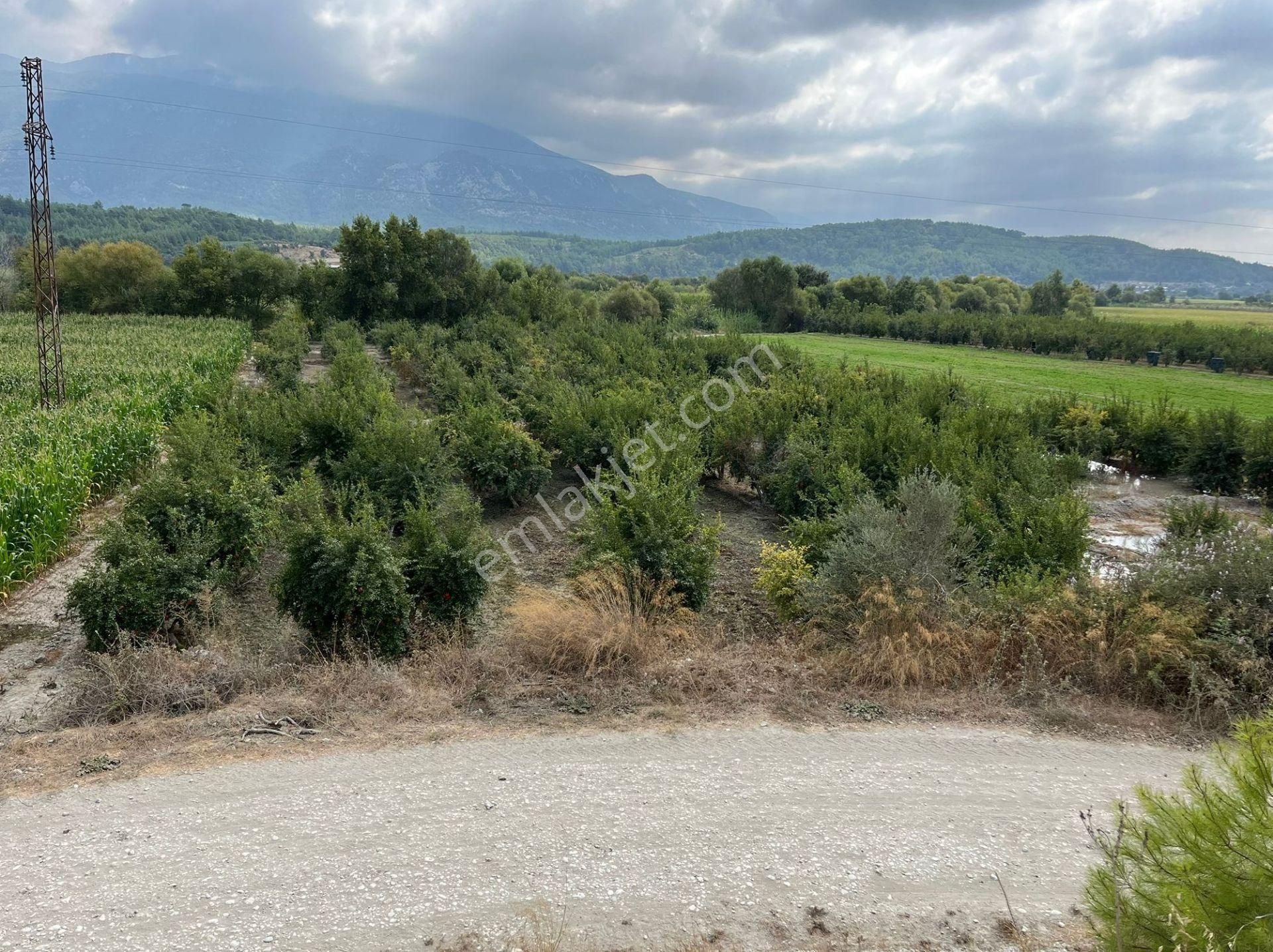 Goldhouse Dan Satılık Seydikemer Demirlerde Nar Bahçesi