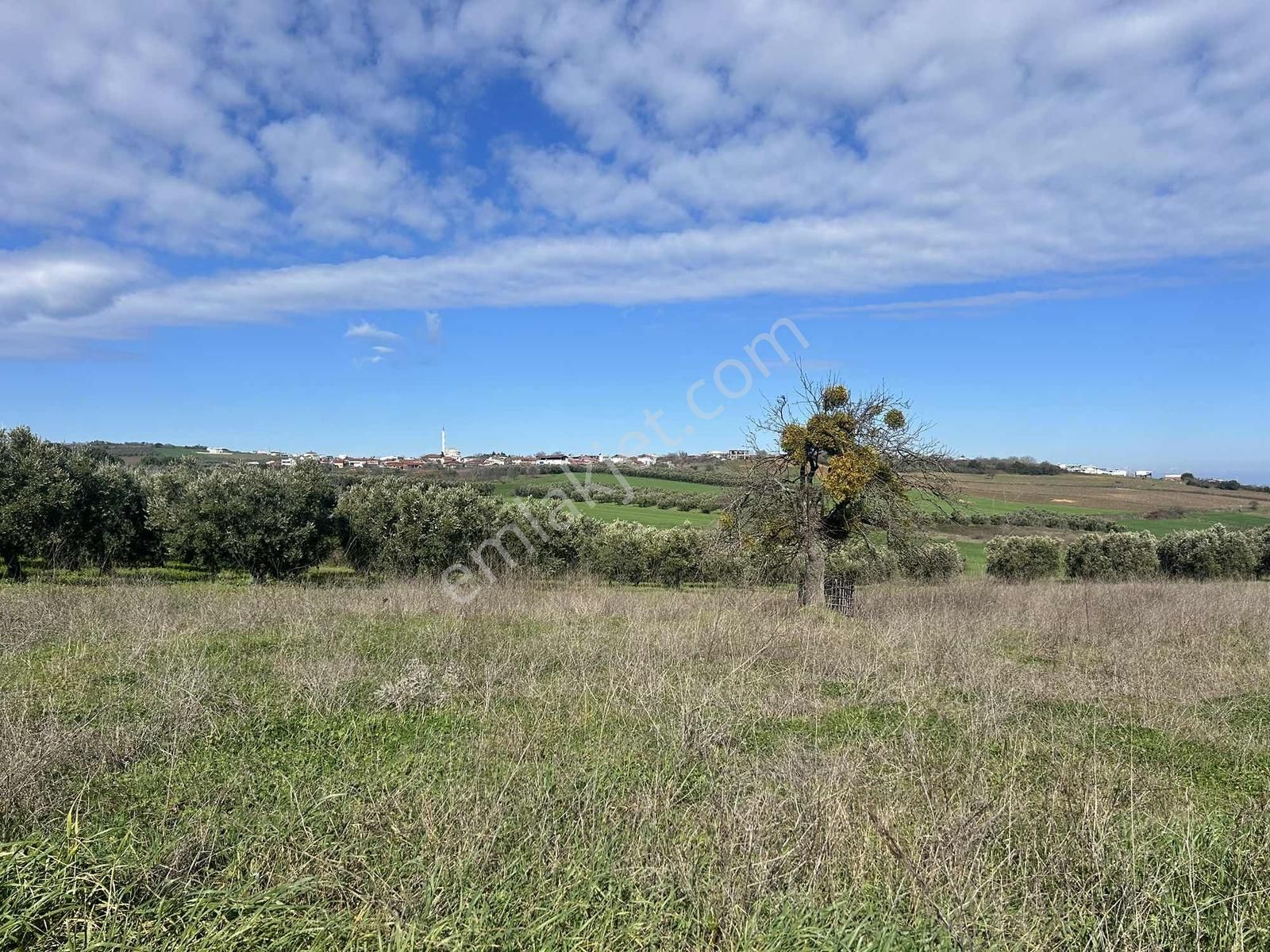Mudanya Söğütpınar Köye Yakın Satılık Tarla - Görsel 8
