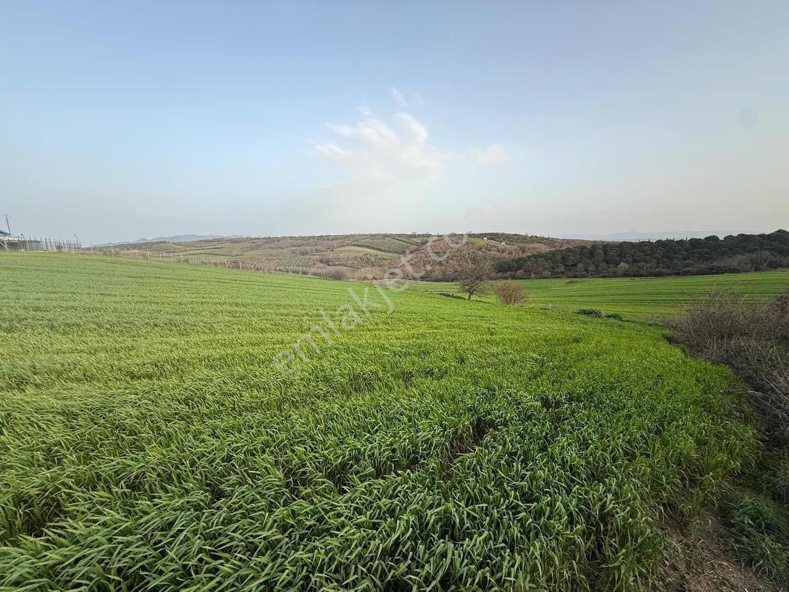 Mudanya Söğütpınar Köye Yakın Satılık Tarla - Görsel 5