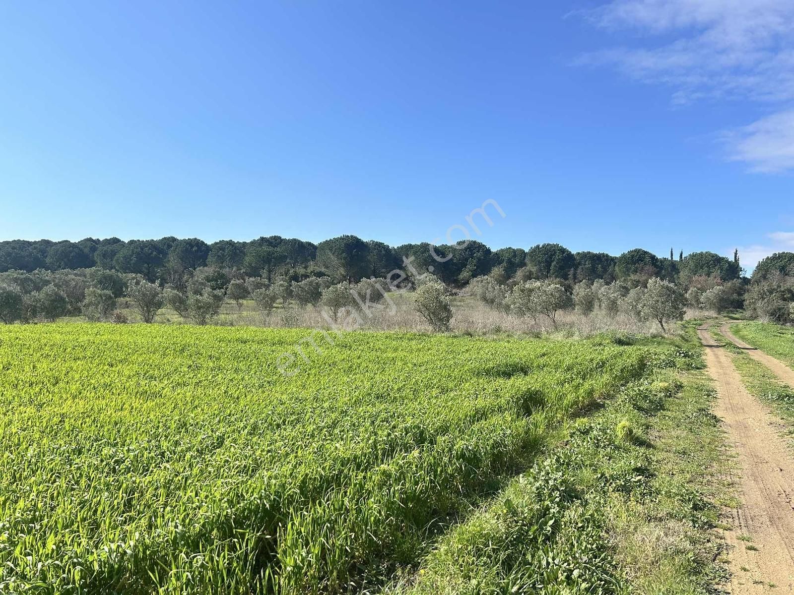 Mudanya Söğütpınar Köye Yakın Satılık Tarla - Görsel 12