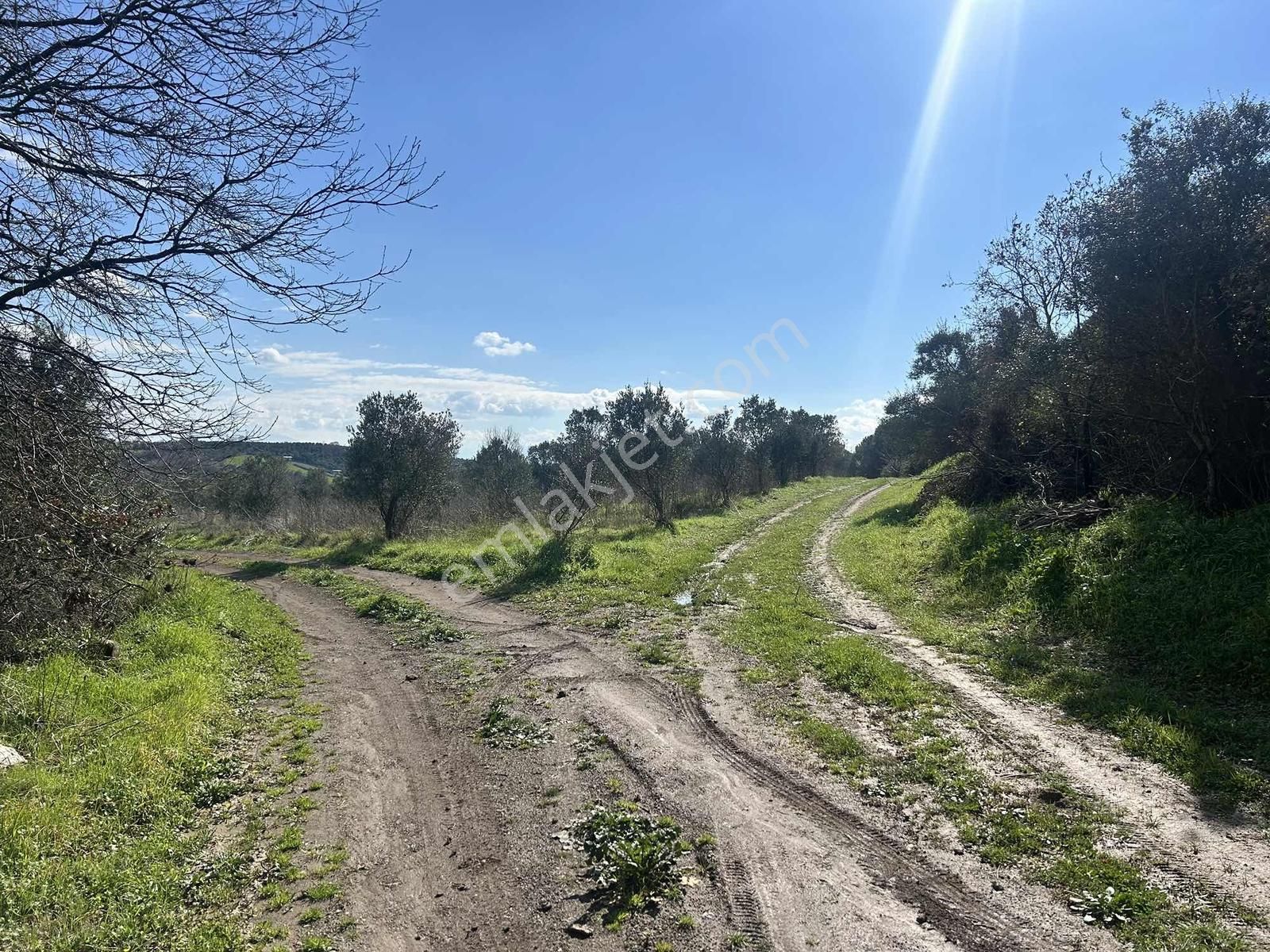 Mudanya Söğütpınar Köye Yakın Satılık Tarla - Görsel 7