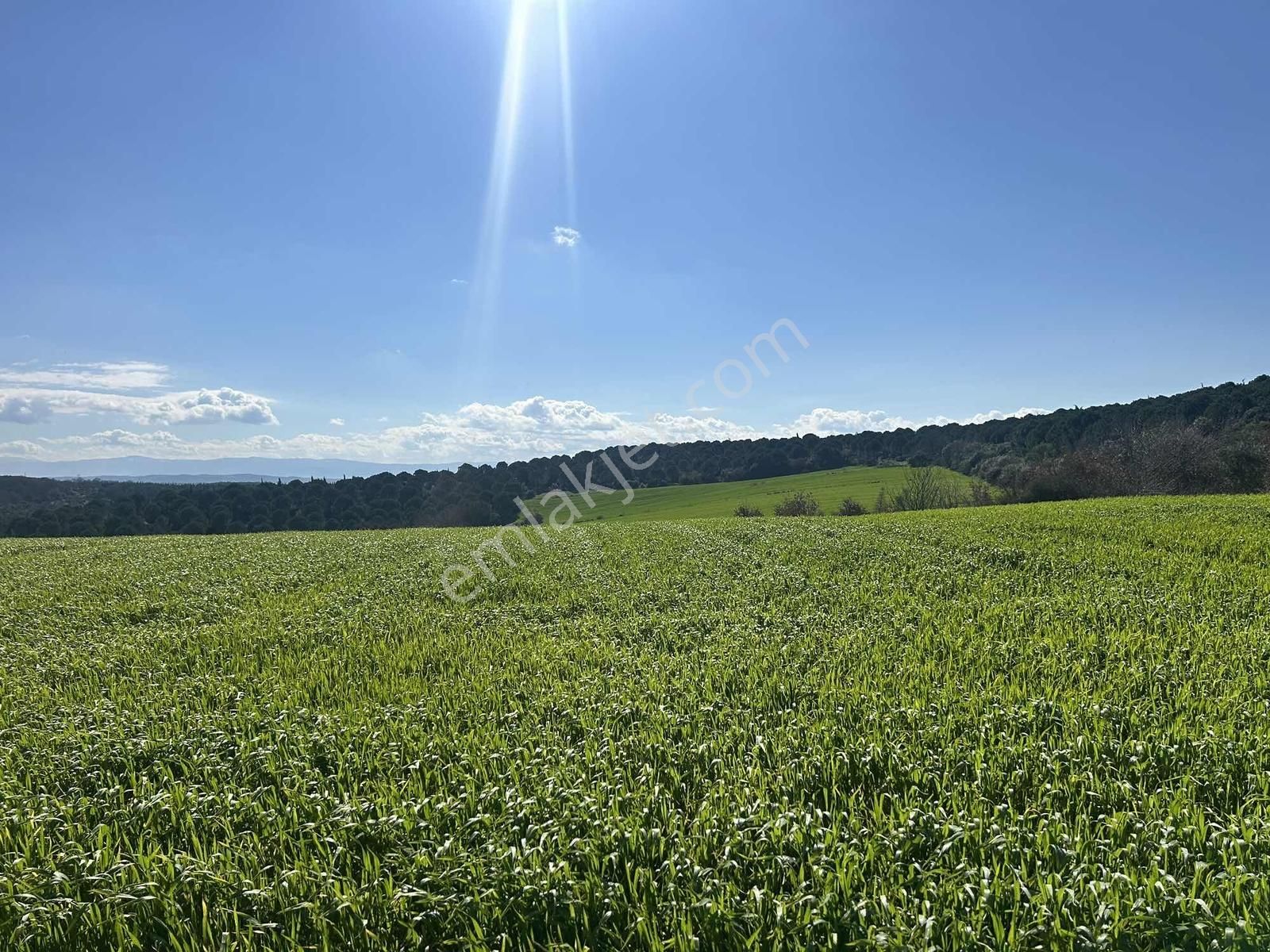 Mudanya Söğütpınar Köye Yakın Satılık Tarla - Görsel 13