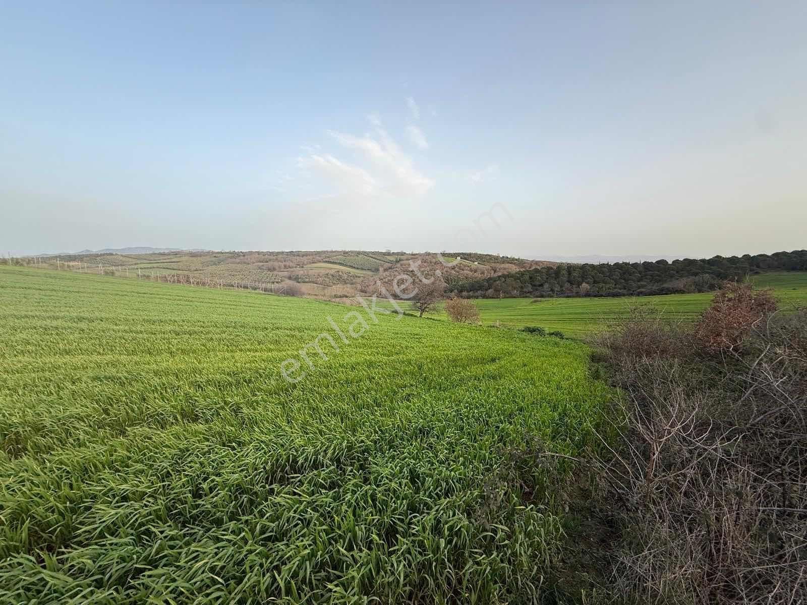 Mudanya Söğütpınar Köye Yakın Satılık Tarla - Görsel 6