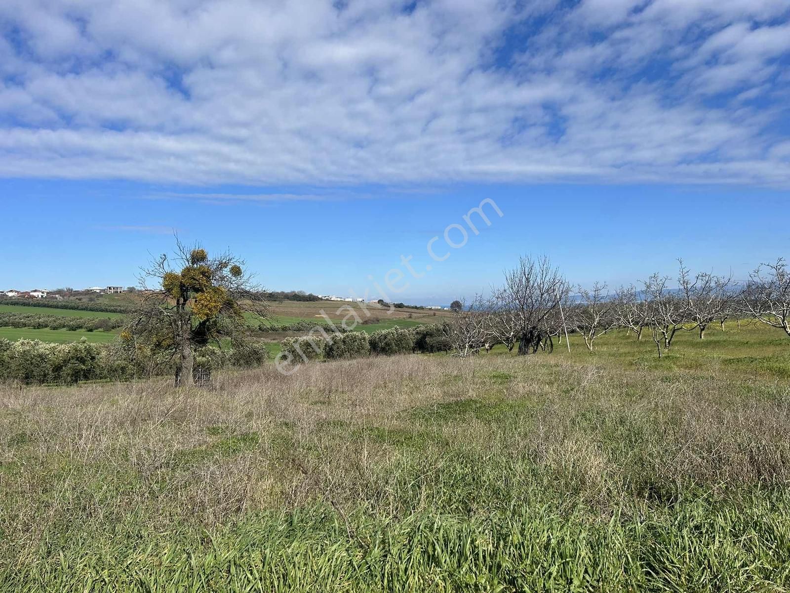 Mudanya Söğütpınar Köye Yakın Satılık Tarla - Görsel 9