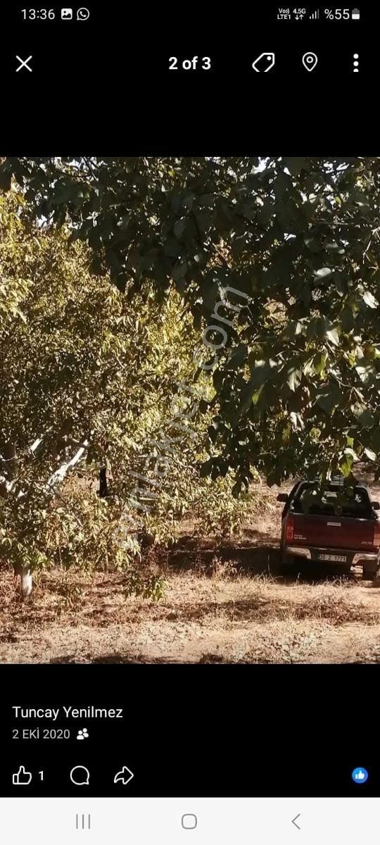 Kent Gayrimenkul'den Tire Dağdere Köyü'nde Satılık Ceviz Bahçesi - Görsel 19