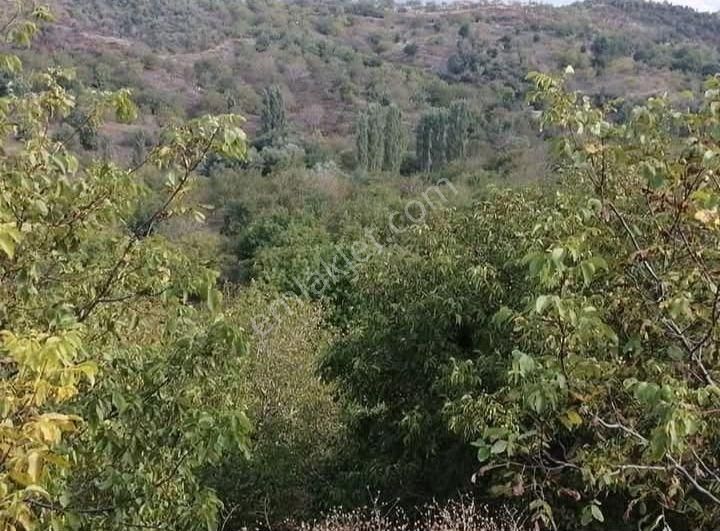 Kent Gayrimenkul'den Tire Dağdere Köyü'nde Satılık Ceviz Bahçesi - Görsel 4