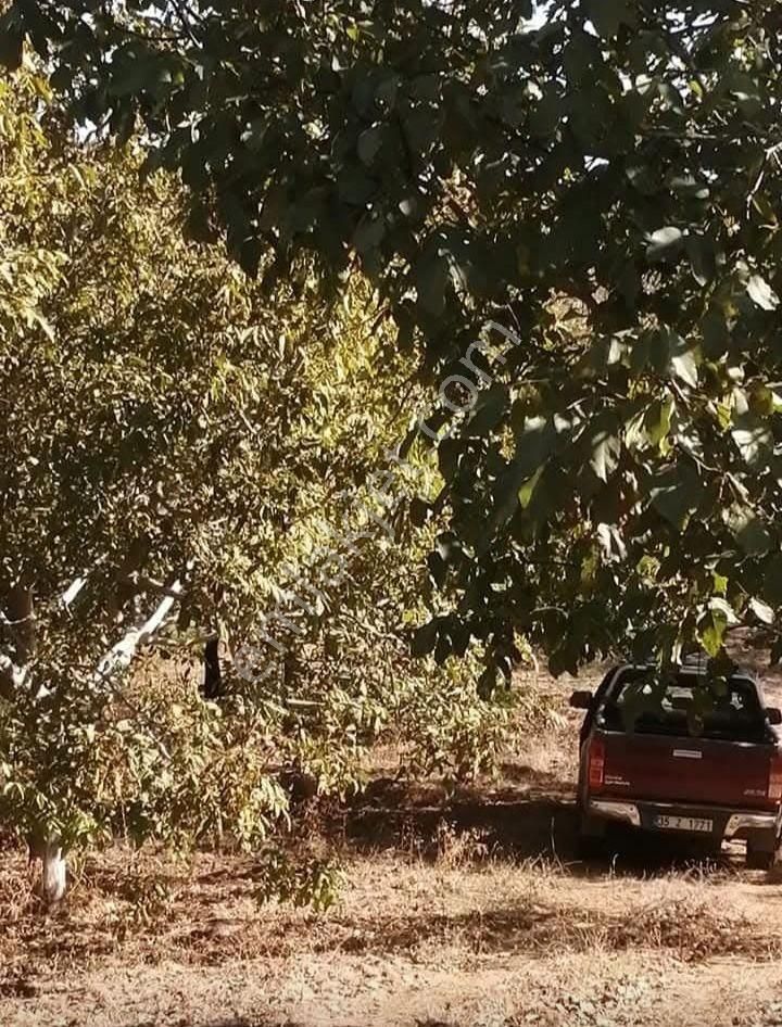 Kent Gayrimenkul'den Tire Dağdere Köyü'nde Satılık Ceviz Bahçesi - Görsel 15