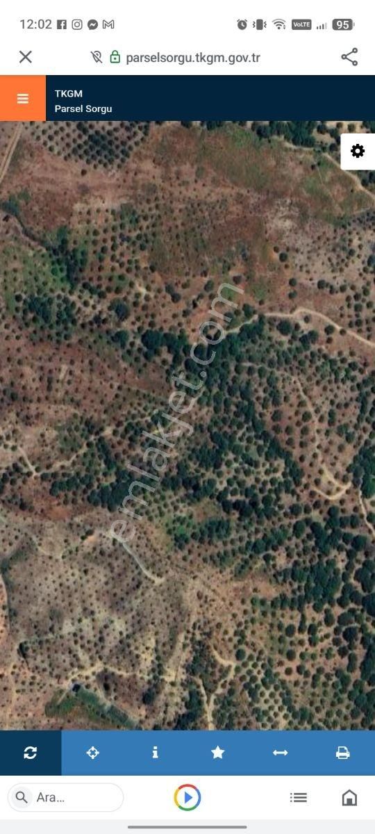 Kent Gayrimenkul'den Tire Dağdere Köyü'nde Satılık Ceviz Bahçesi - Görsel 3