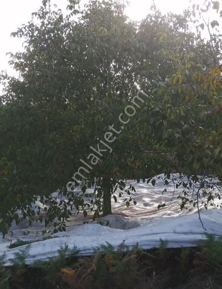 Kent Gayrimenkul'den Tire Dağdere Köyü'nde Satılık Ceviz Bahçesi - Görsel 8