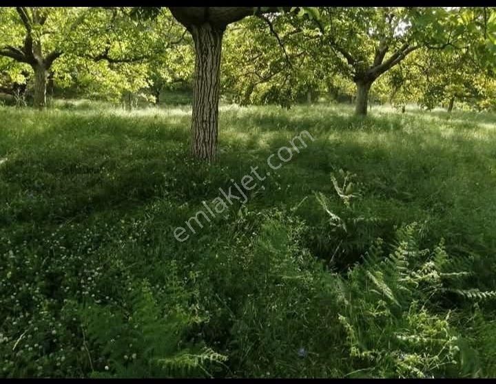 Kent Gayrimenkul'den Tire Dağdere Köyü'nde Satılık Ceviz Bahçesi - Görsel 17
