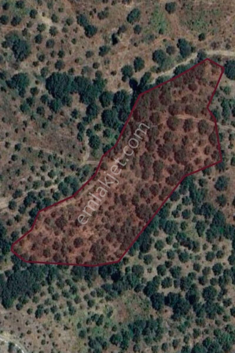 Kent Gayrimenkul'den Tire Dağdere Köyü'nde Satılık Ceviz Bahçesi