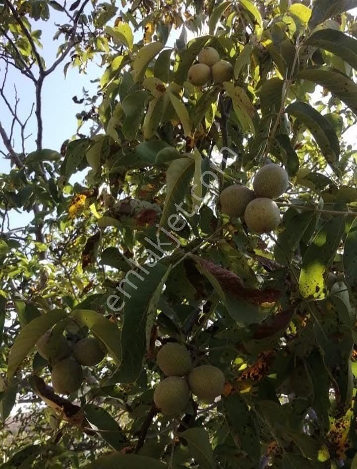 Kent Gayrimenkul'den Tire Dağdere Köyü'nde Satılık Ceviz Bahçesi - Görsel 7