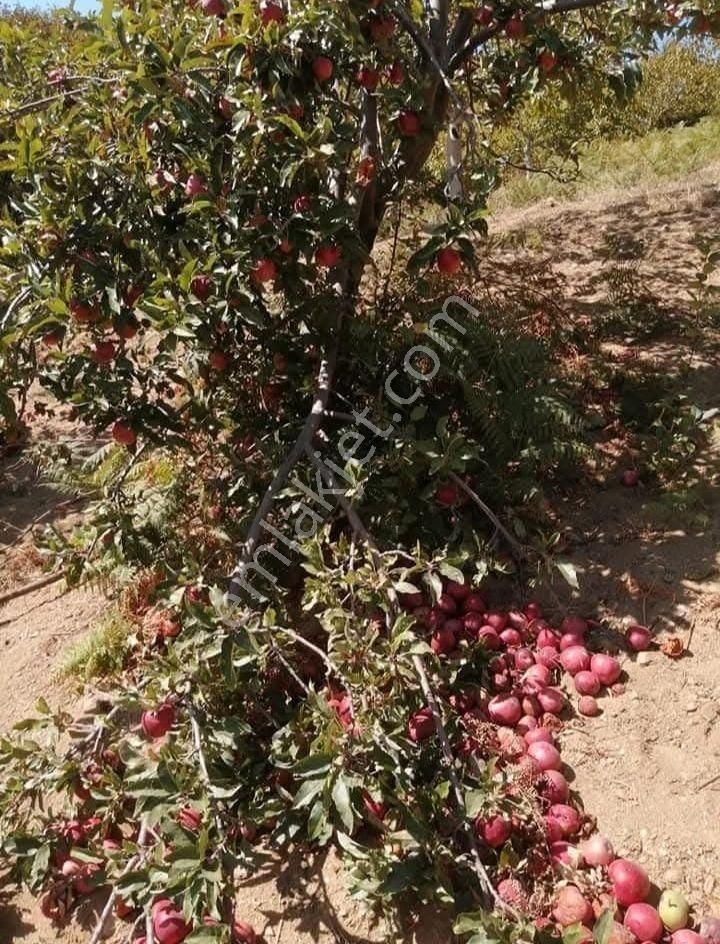 Kent Gayrimenkul'den Tire Dağdere Köyü'nde Satılık Ceviz Bahçesi - Görsel 2