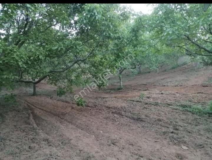 Kent Gayrimenkul'den Tire Dağdere Köyü'nde Satılık Ceviz Bahçesi - Görsel 13