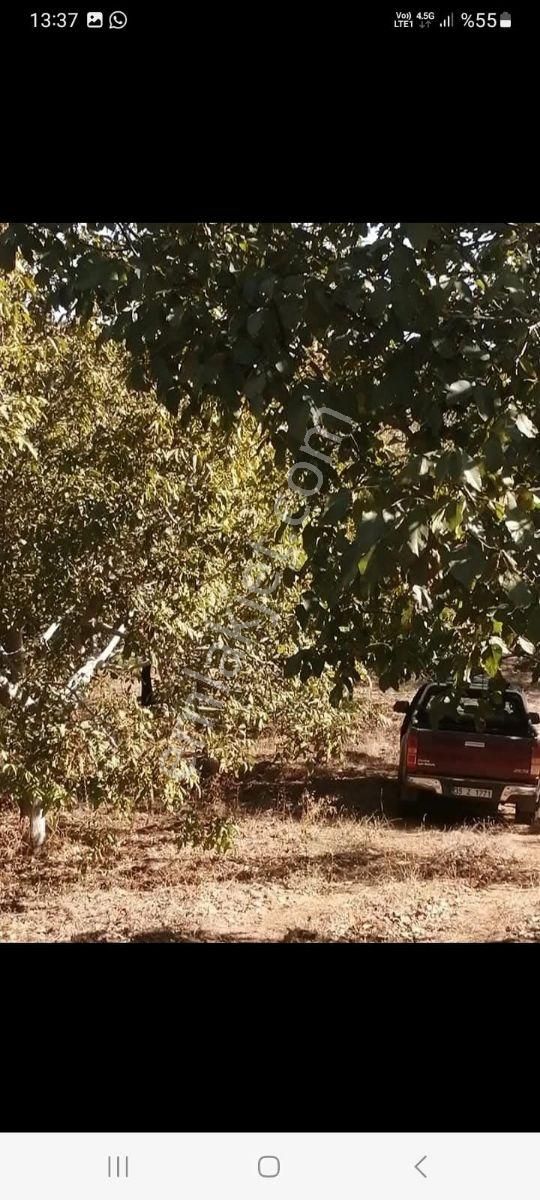 Kent Gayrimenkul'den Tire Dağdere Köyü'nde Satılık Ceviz Bahçesi - Görsel 5