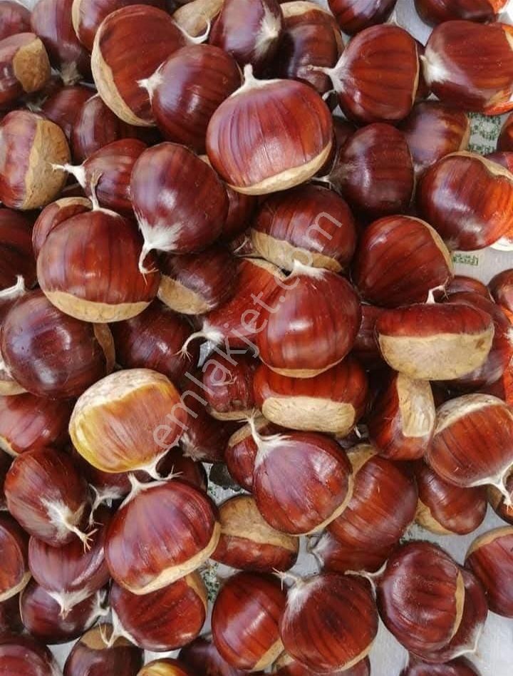 Kent Gayrimenkul'den Tire Dağdere Köyü'nde Satılık Ceviz Bahçesi - Görsel 21