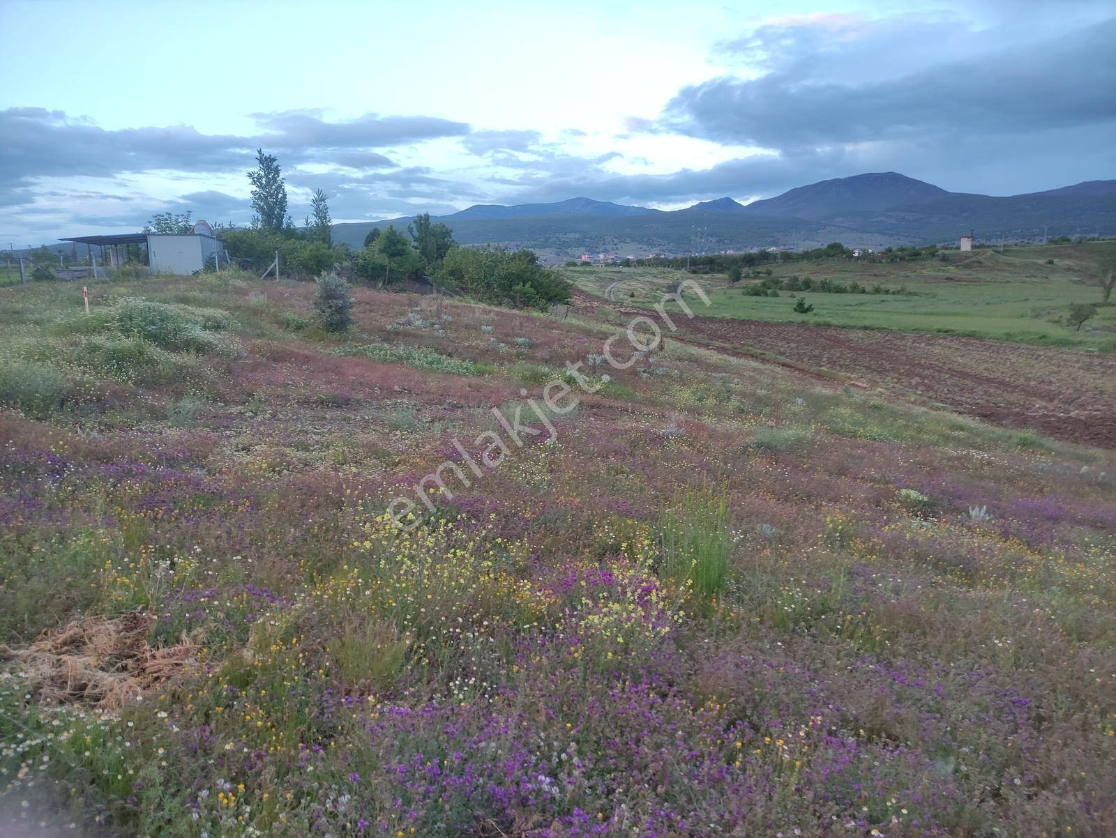 Özpınar Dan Meyve Bahçesi -ev 3383 M2 Konya-çavuş Yol Kıyısı - Görsel 22