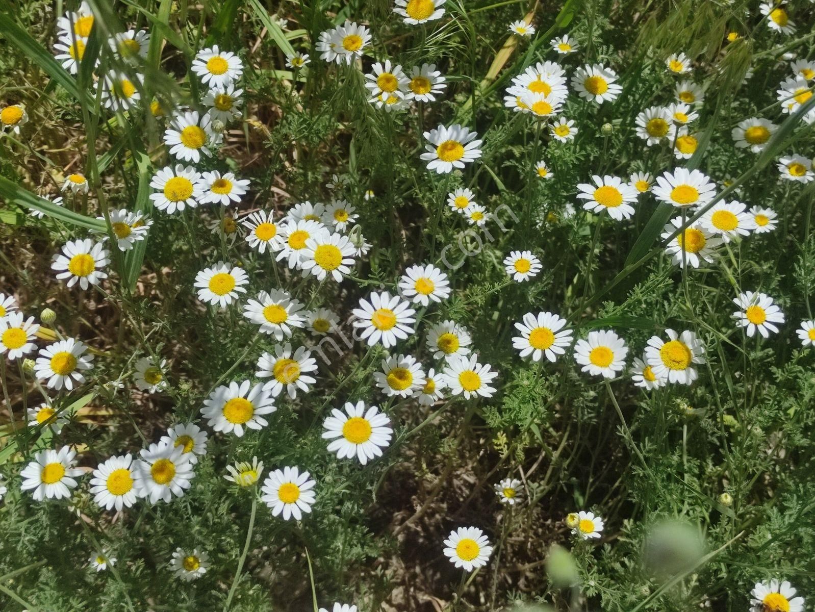 Özpınar ,dan Bahçe -ev 3383 M2 Konya-çavuş Yol Kıyısı - Görsel 14