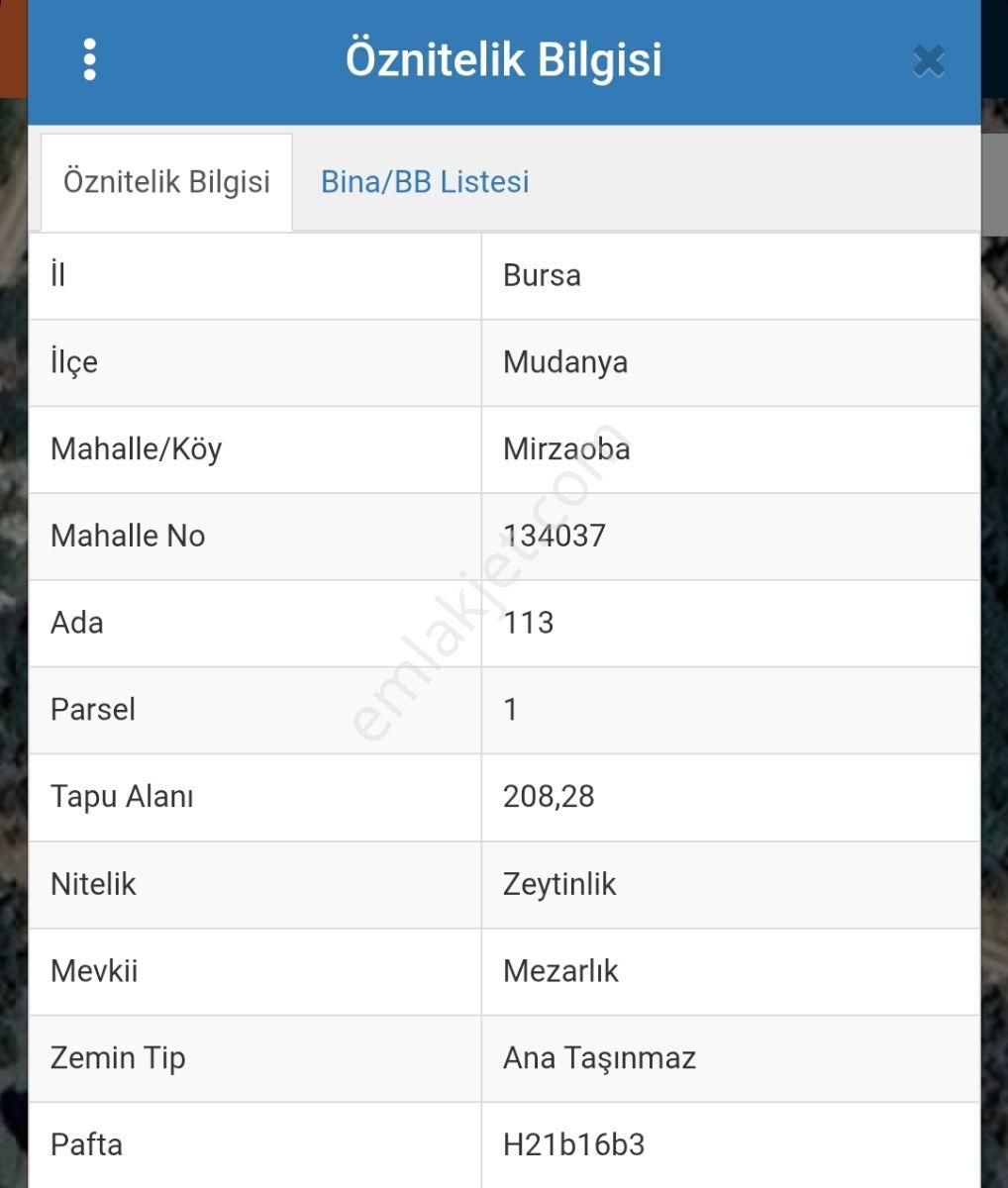 Mudanya Mirzaoba'da Satılık Zeytinlik - Görsel 3