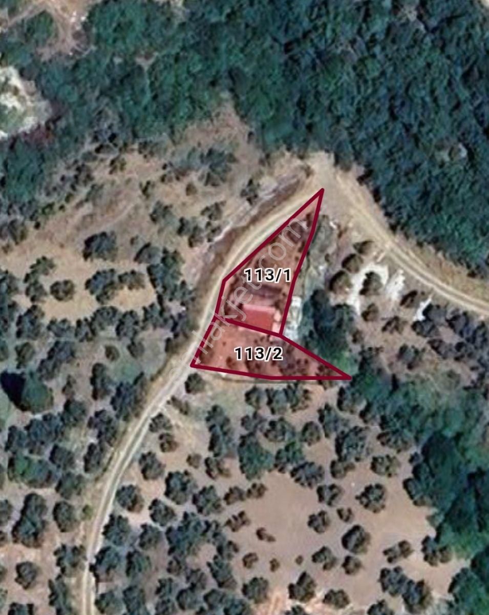 Mudanya Mirzaoba'da Satılık Zeytinlik