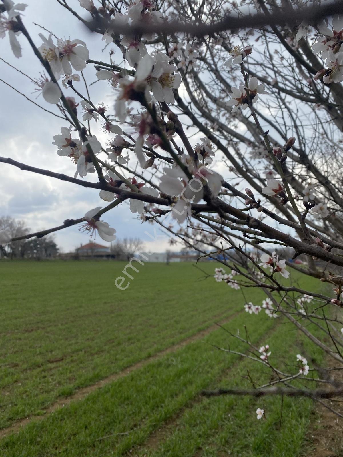 Tekirdağ Malkara Pirinççeşmede 348 M² Resmi Yola Cepheli Arsa