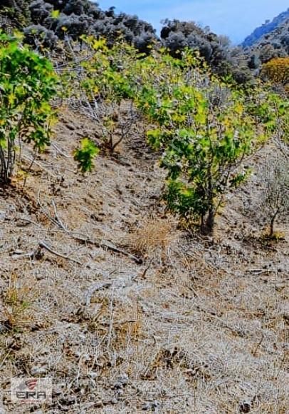 Era'dan Aydına13 Km Gölcükte7400 M2 İncir Bahçesi Ve Müstakil Ev - Görsel 5