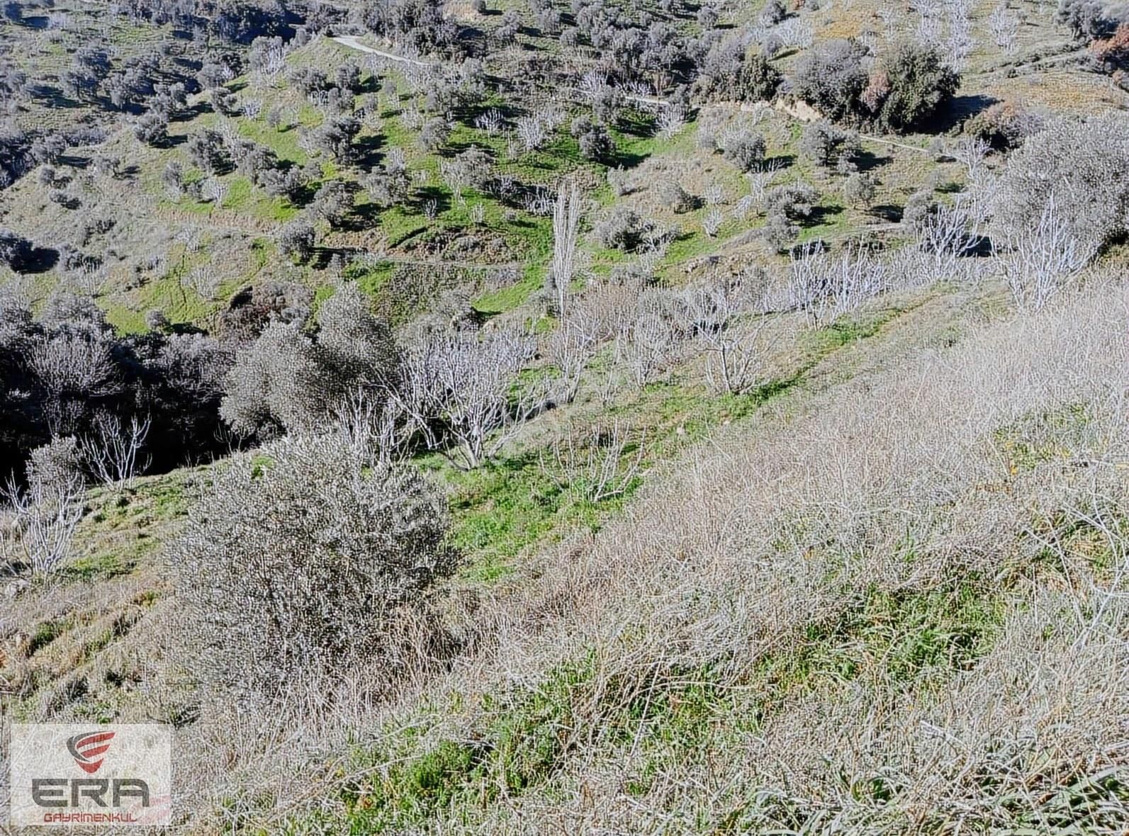 Era'dan Aydına13 Km Gölcükte7400 M2 İncir Bahçesi Ve Müstakil Ev - Görsel 3