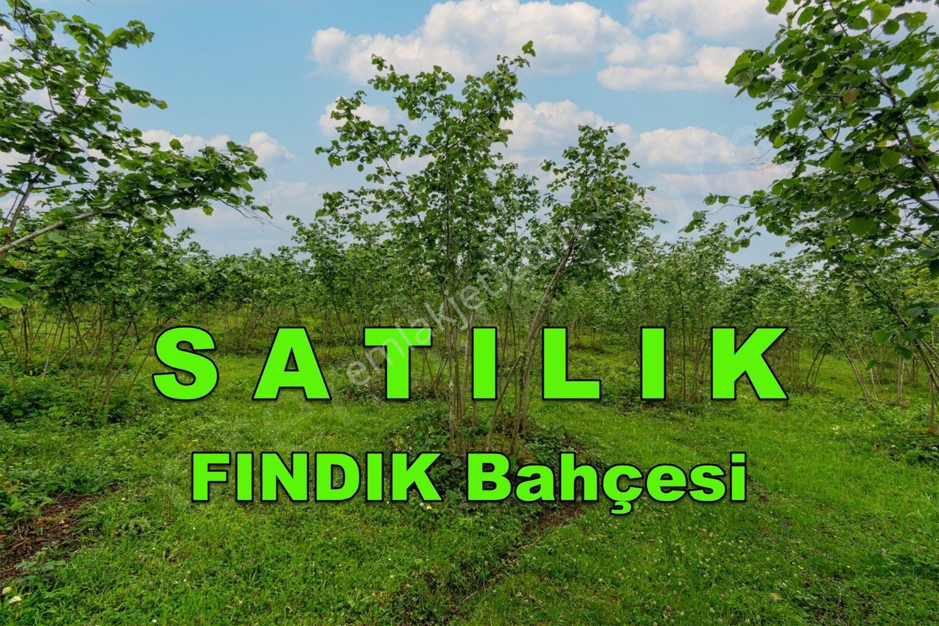 Ordu Perşembe Kutlucada Fırsat Takasa Açık Satılık 2170m2 Fındık Bahçesi