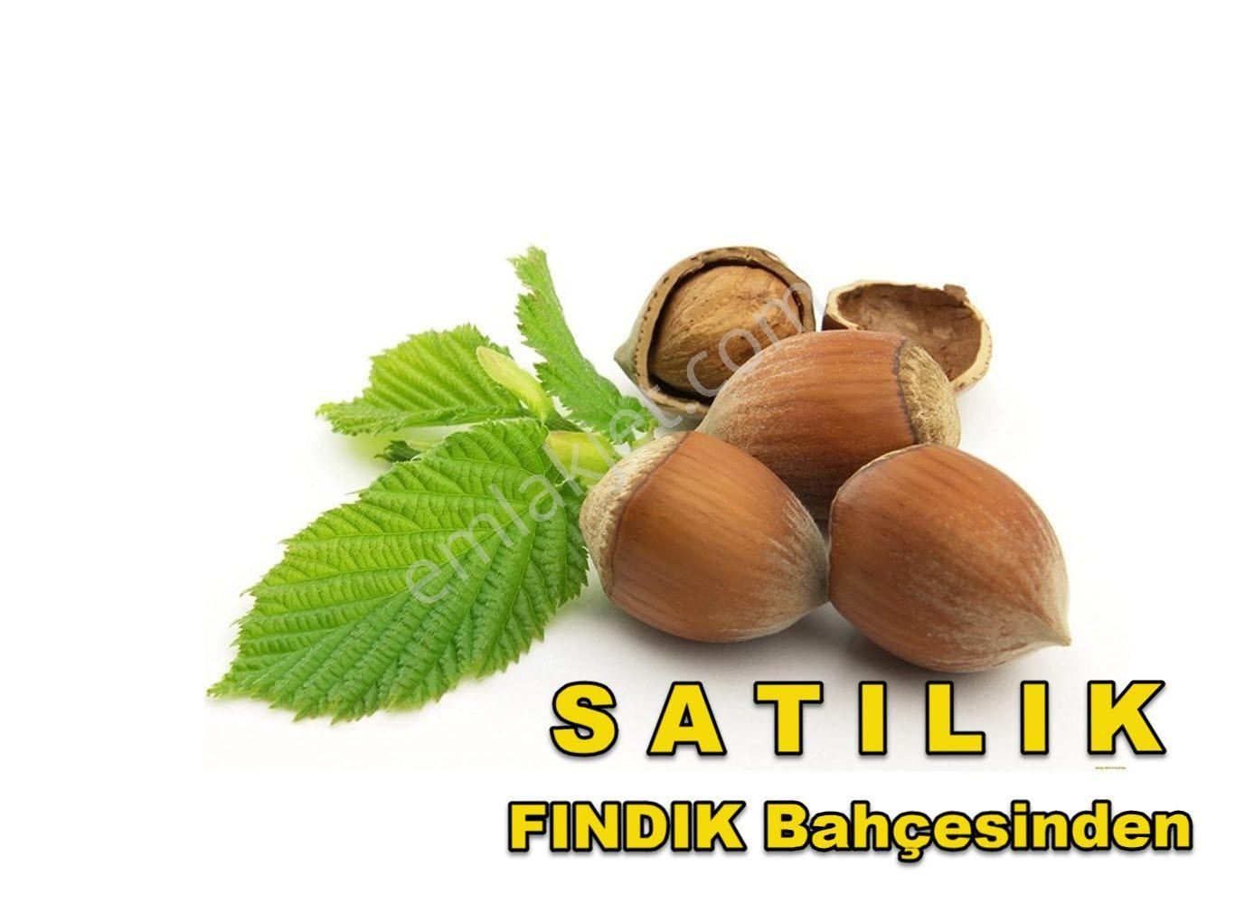 Ordu Perşembe Kutlucada Fırsat Takasa Açık Satılık 2170m2 Fındık Bahçesi - Görsel 16