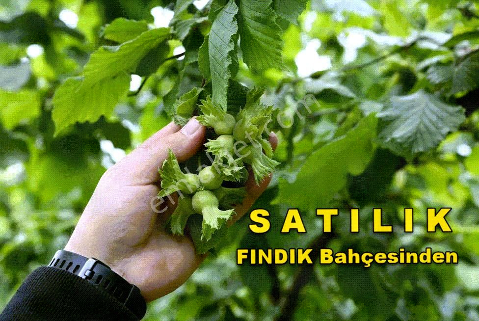 Ordu Perşembe Kutlucada Fırsat Takasa Açık Satılık 1200m2 Fındık Bahçesi - Görsel 2