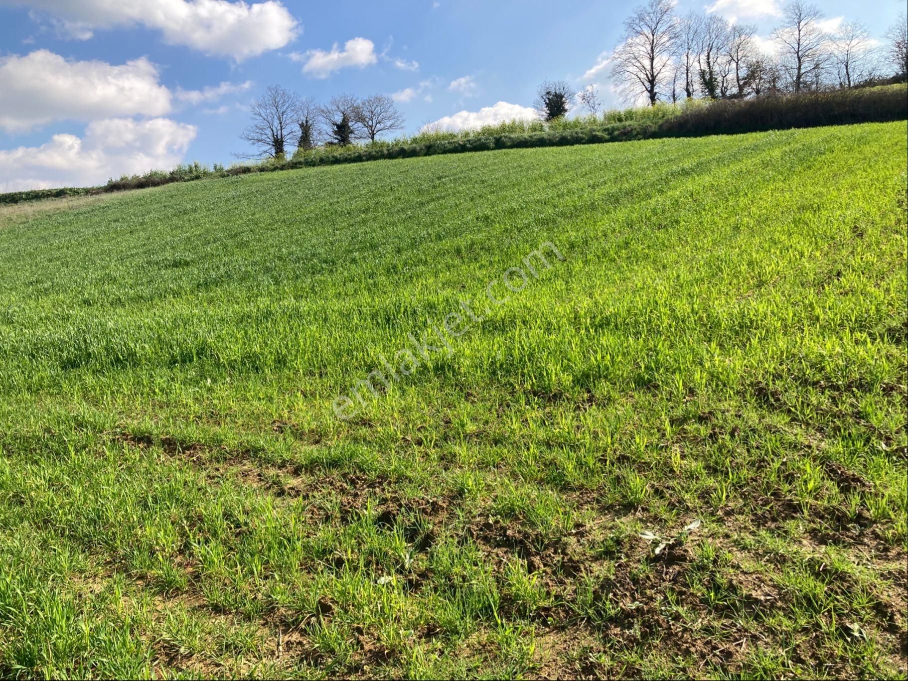 Kandıra Sarıgazi Köy Üstü Tarla - Görsel 11