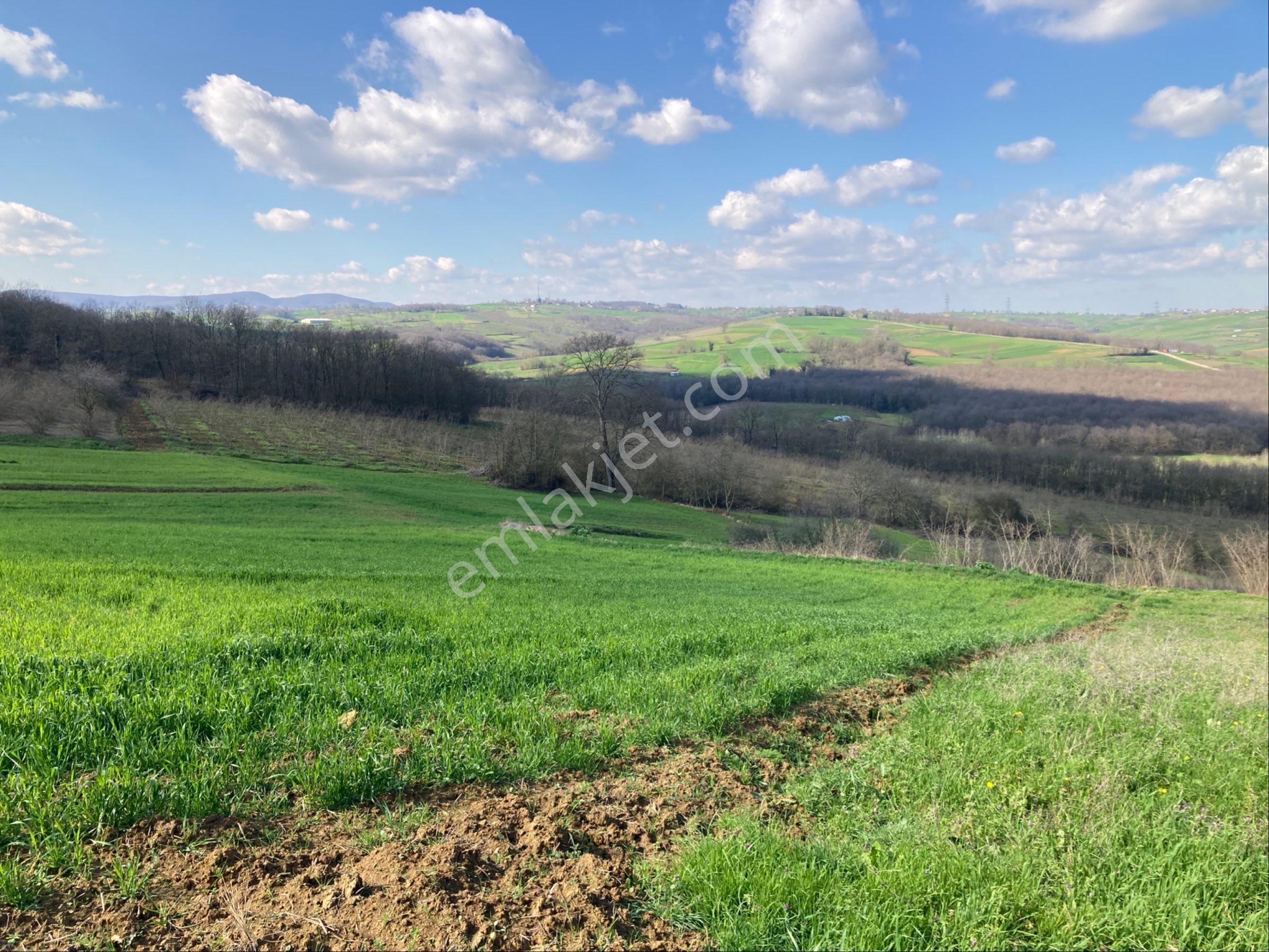 Kandıra Sarıgazi Köy Üstü Tarla - Görsel 16