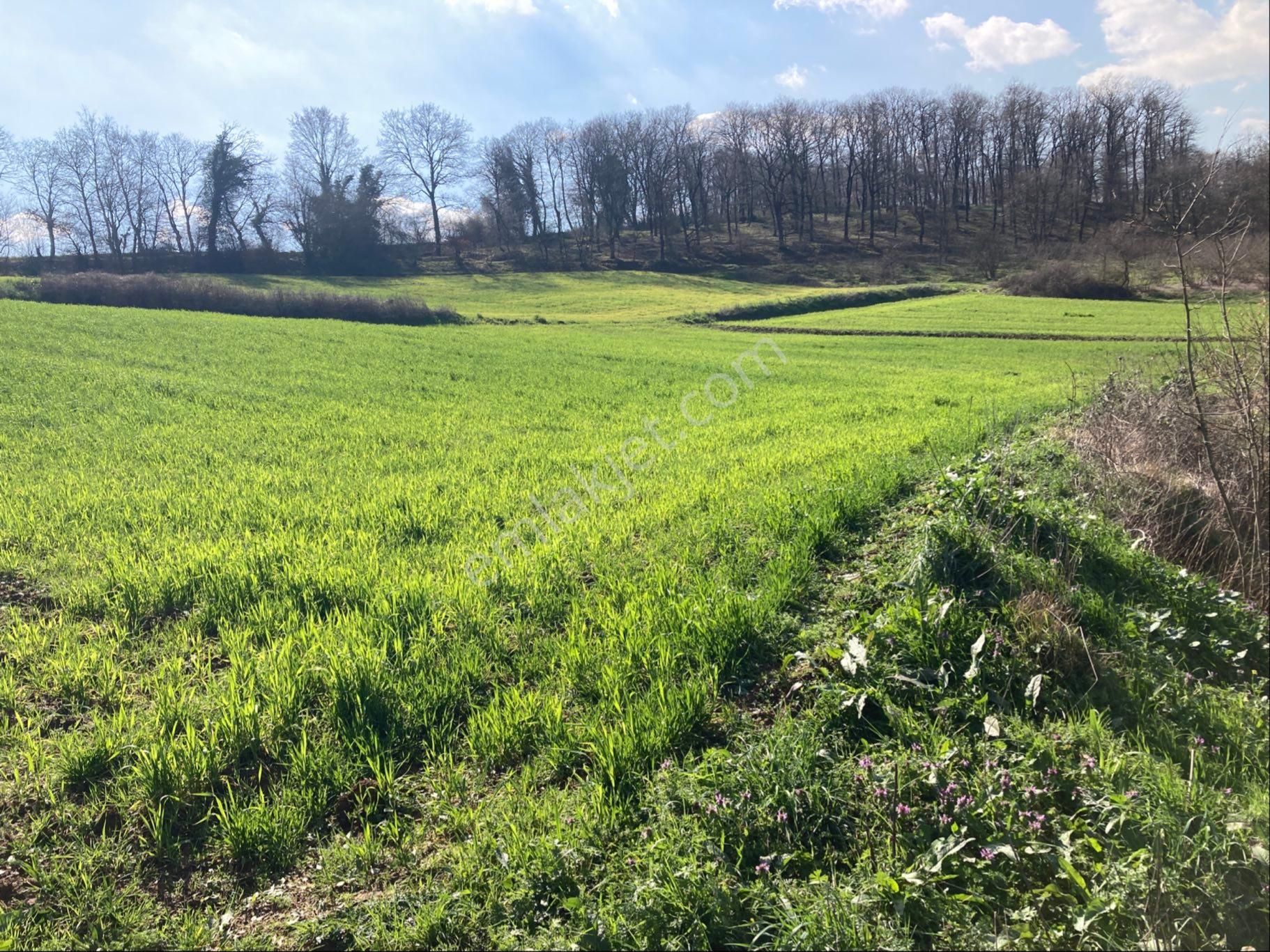 Kandıra Sarıgazi Köy Üstü Tarla - Görsel 14