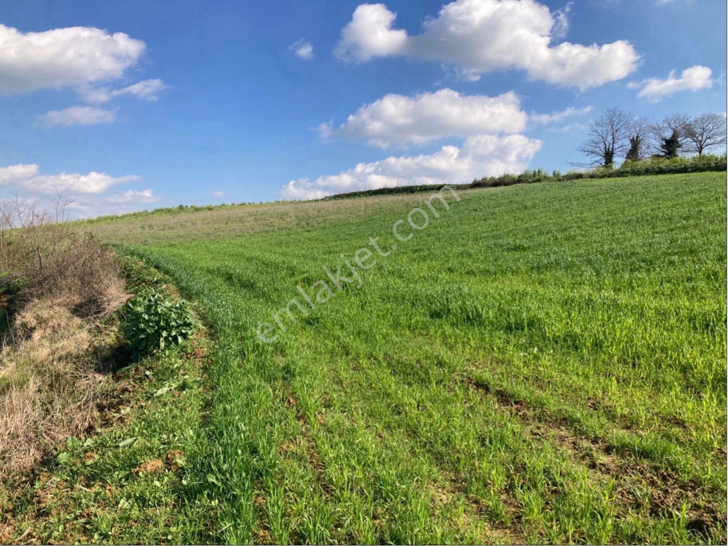 Kandıra Sarıgazi Köy Üstü Tarla - Görsel 6