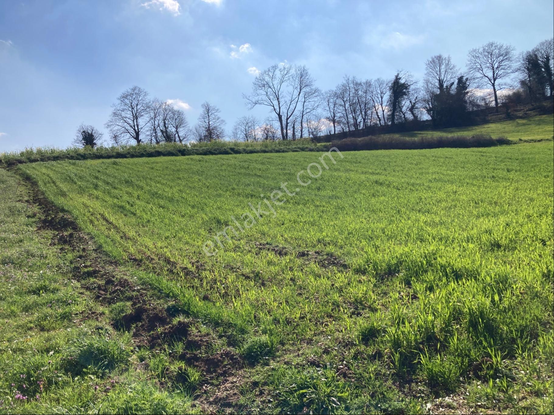 Kandıra Sarıgazi Köy Üstü Tarla - Görsel 13