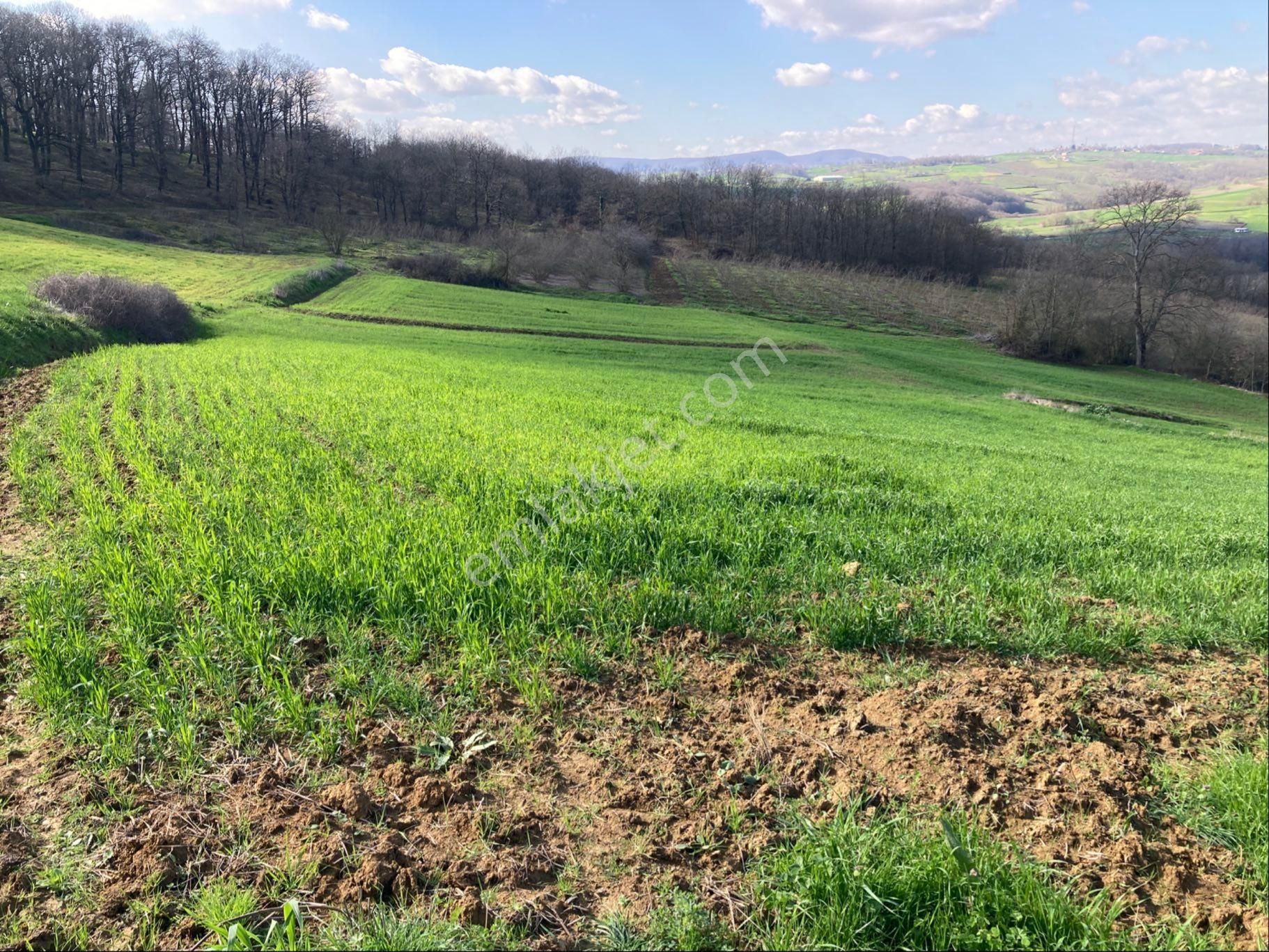 Kandıra Sarıgazi Köy Üstü Tarla - Görsel 17