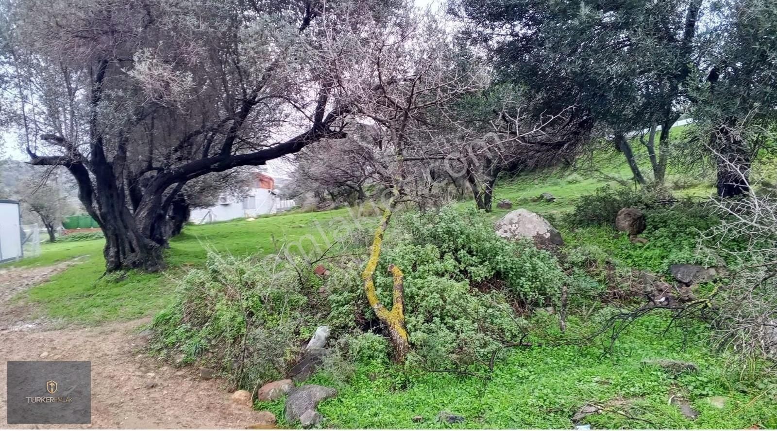 Türker Emlak-çakmaklı Köy'ü İçinde Denize 300m 62m²satılık Hisse - Görsel 14