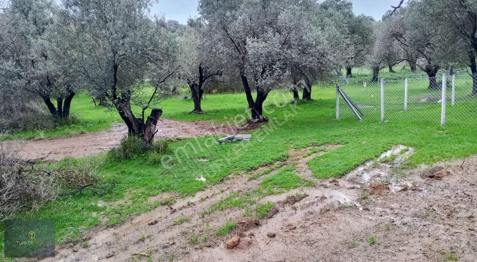 Türker Emlak-çakmaklı Köy'ü İçinde Denize 300m 62m²satılık Hisse - Görsel 13