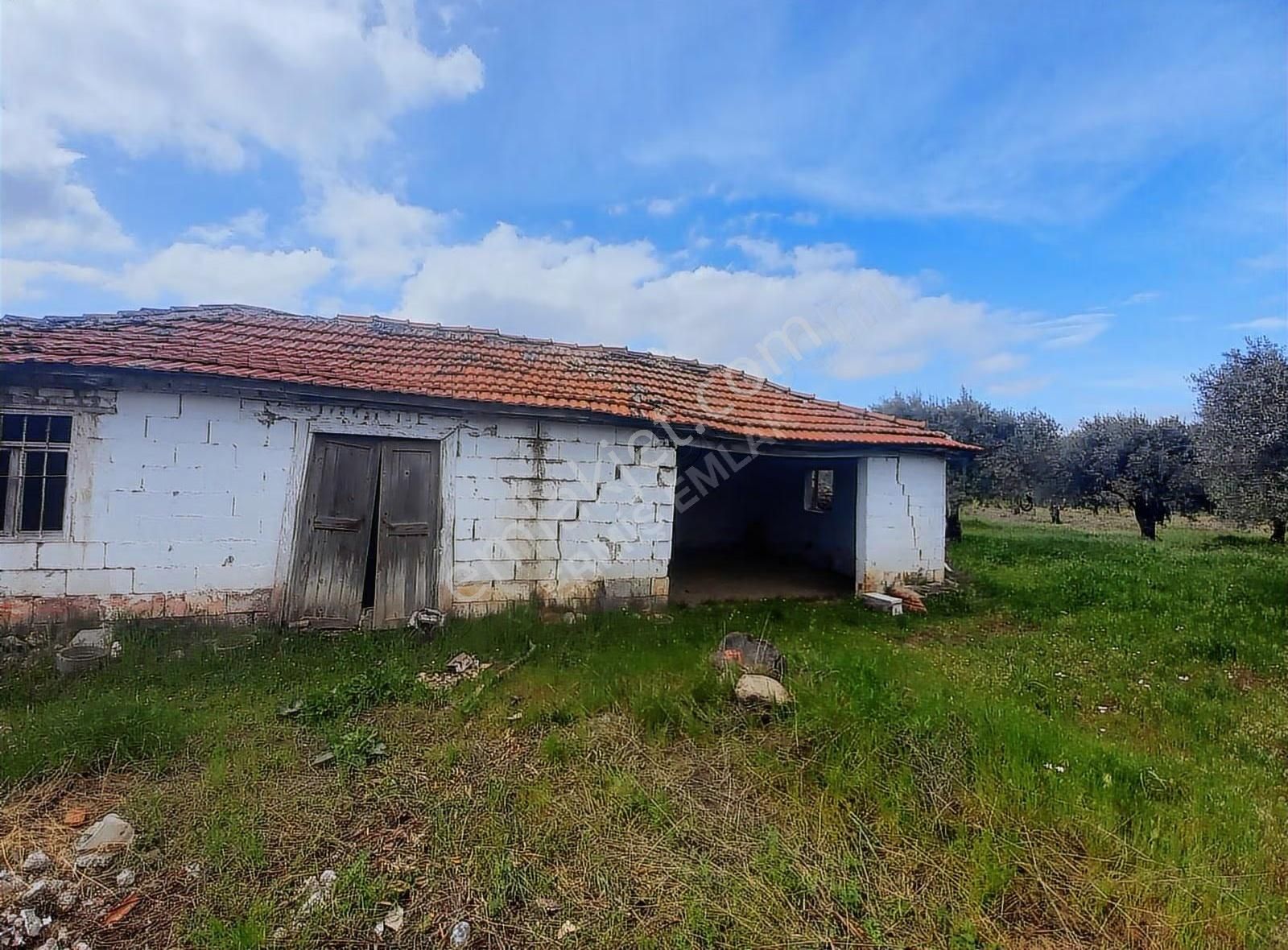 Hamidiye'de 16 Dönüm Zeytinlik: Sulu, Elektrikli, Yola Cepheli - Görsel 21