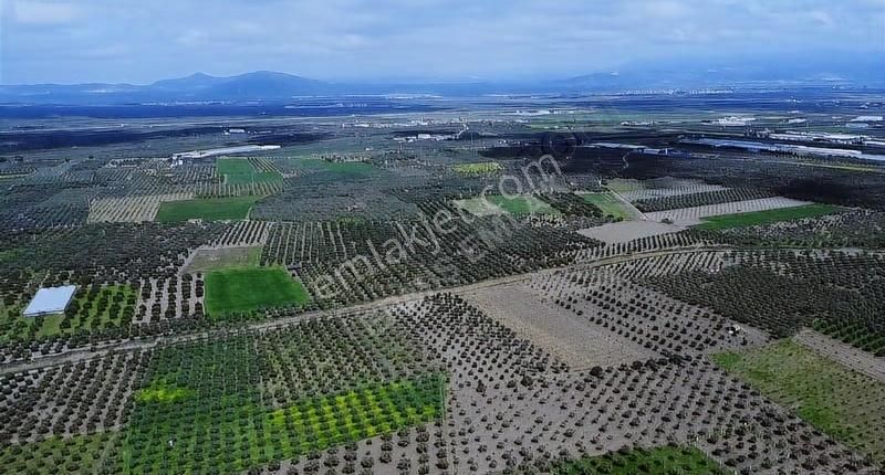 Hamidiye'de 16 Dönüm Zeytinlik: Sulu, Elektrikli, Yola Cepheli - Görsel 19